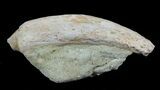 Fossil Sea Lion (Allodesmus) Tooth - Bakersfield, CA #62161-1